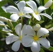 Jasmine Auriculatum Absolute Oil